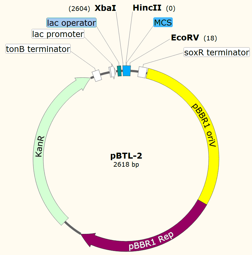 pBTL-2载体图谱